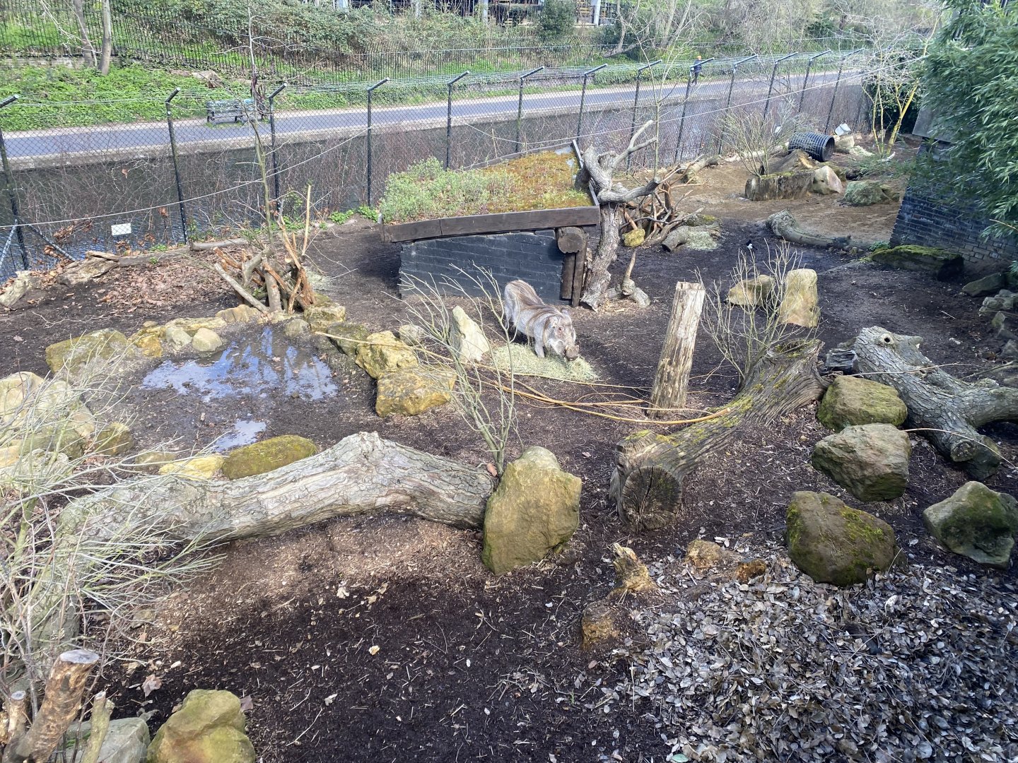 Warthog enclosure 180322