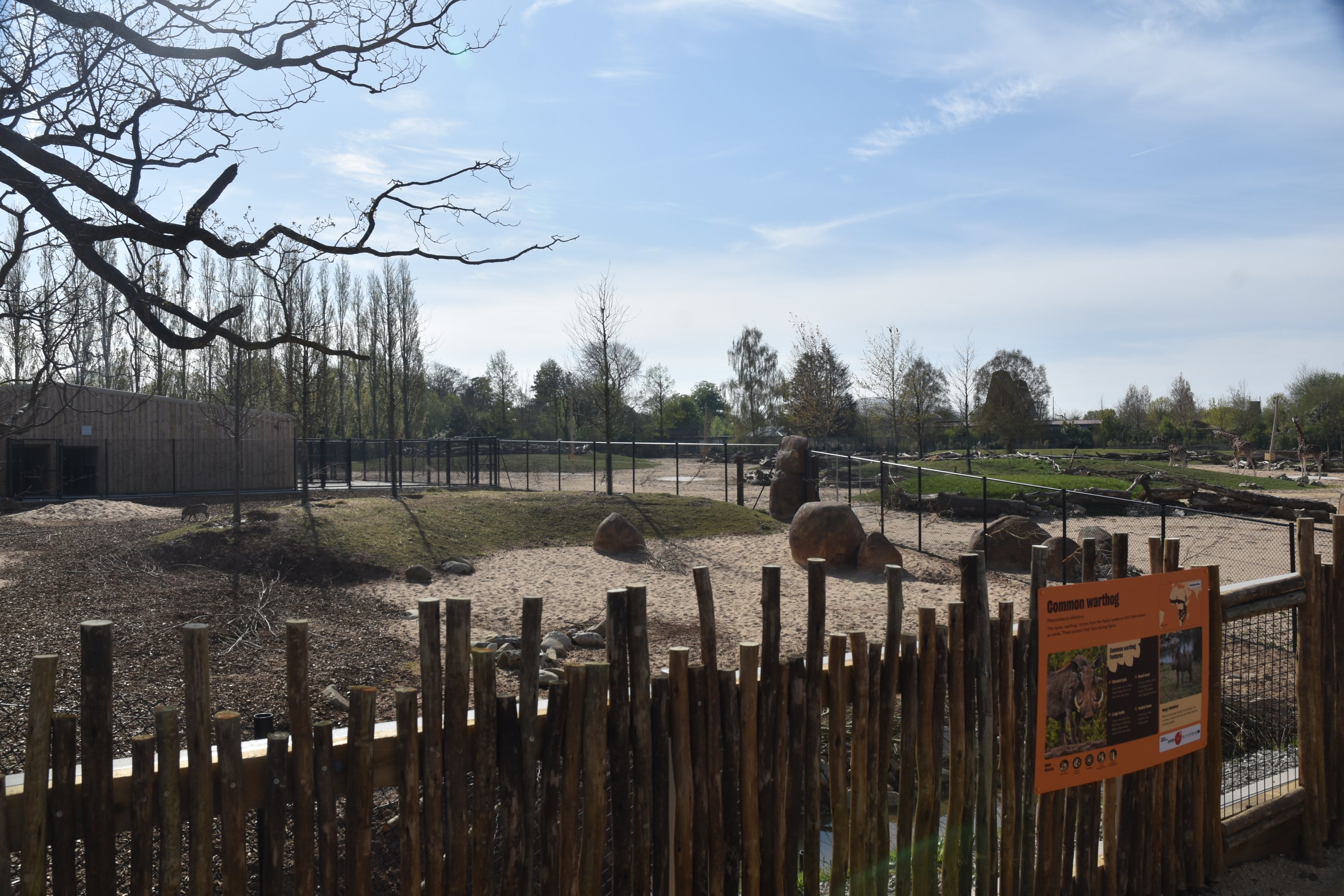 Warthog Enclosure, Heart of Africa at Chester, 12th April 2025