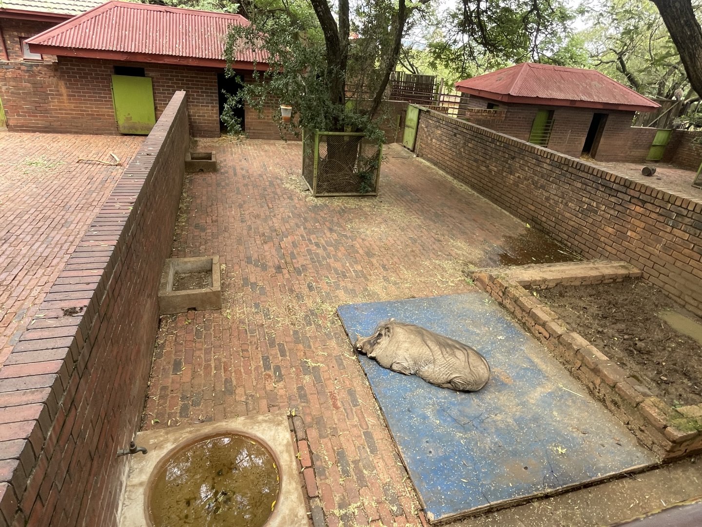 Warthog Enclosure (Phacochoerus africanus)
