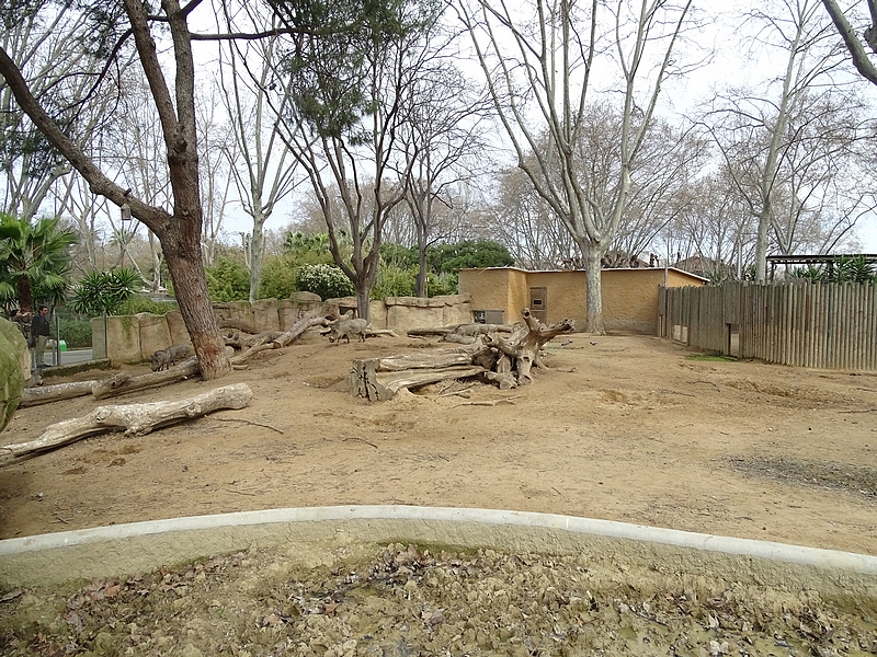 Warthog enclosure