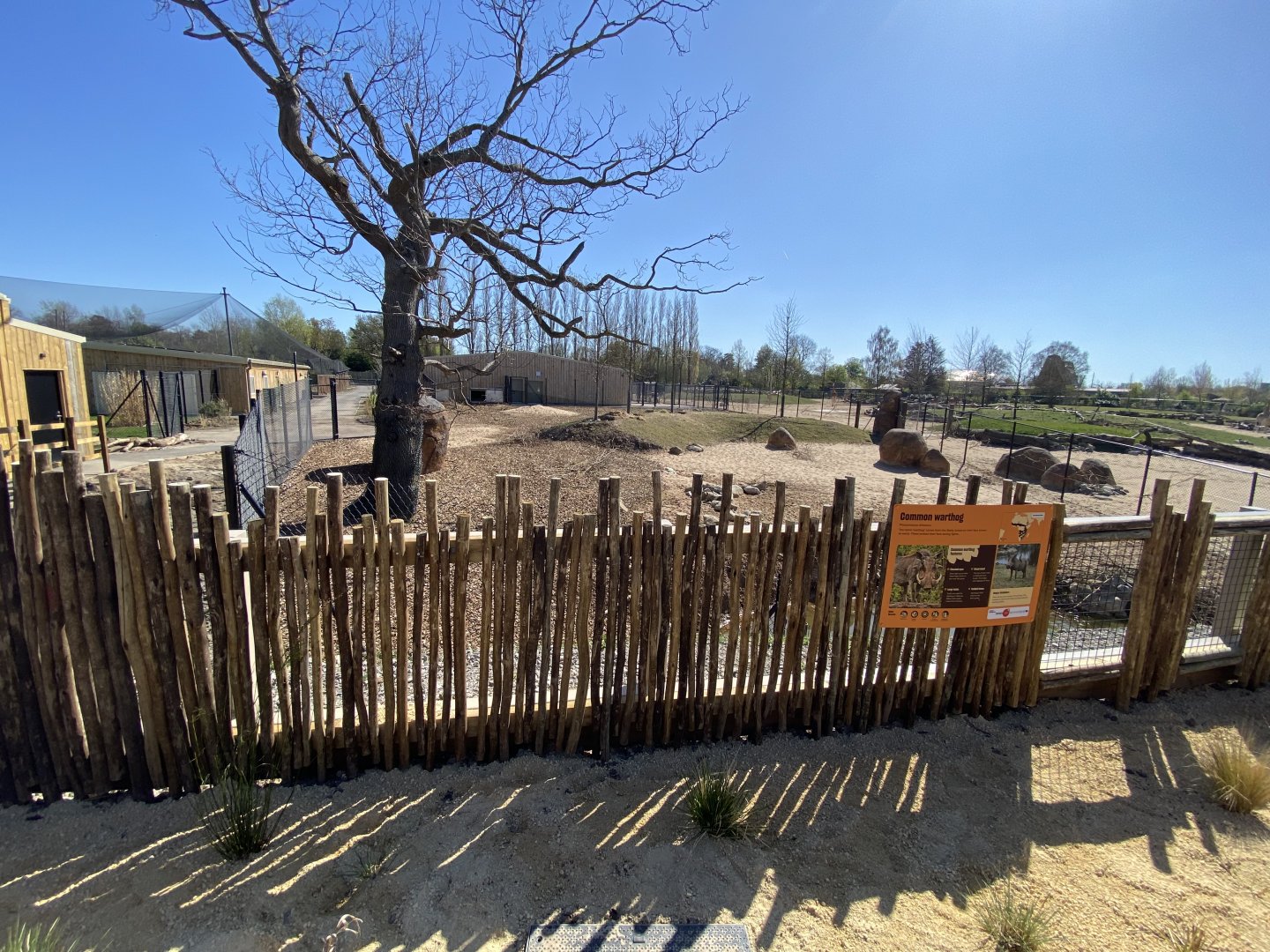 Warthog enclosure