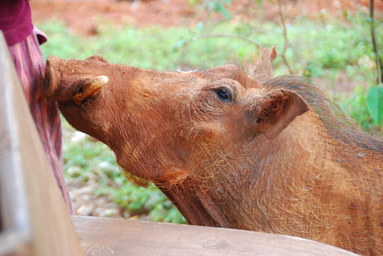 Warthog Encounter - David Sheldrick Trust Elephant Orphanage
