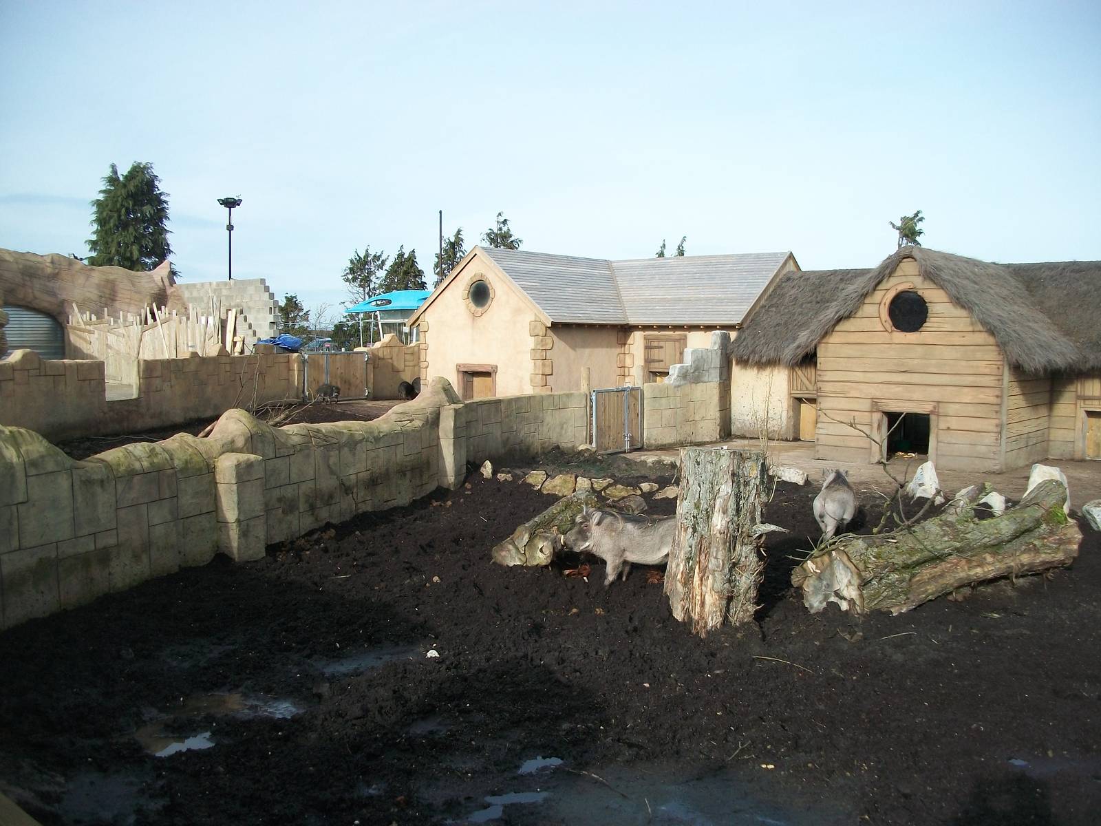 Warthog exhibit 17th February 2012, Visayan Warty Pigs to left