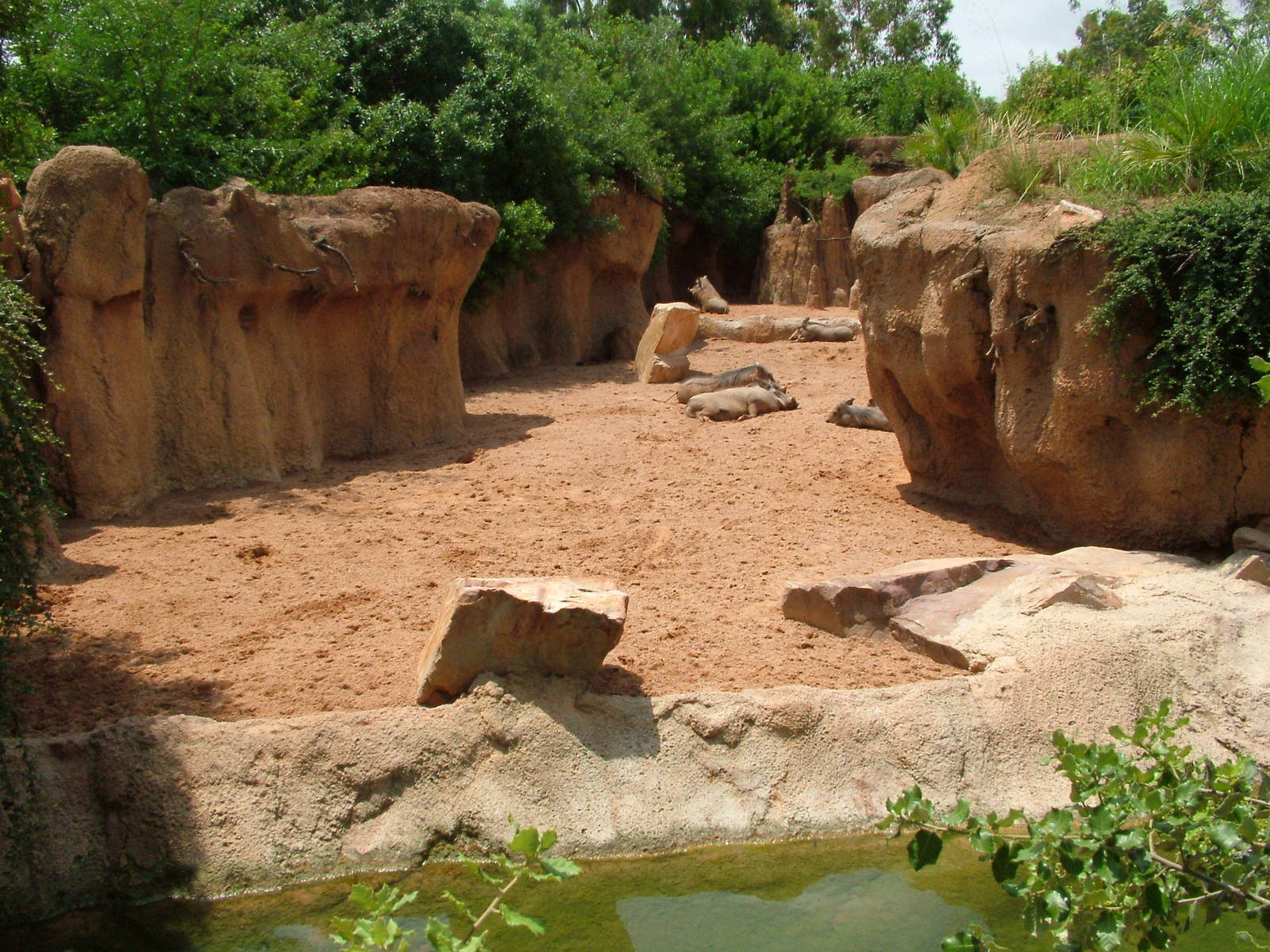 Warthog Exhibit at Bioparc Valencia, 28/05/11