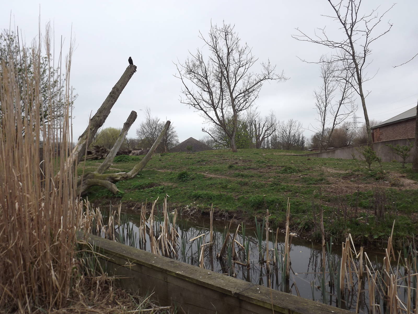 Warthog exhibit at Chester Zoo 31/03/12