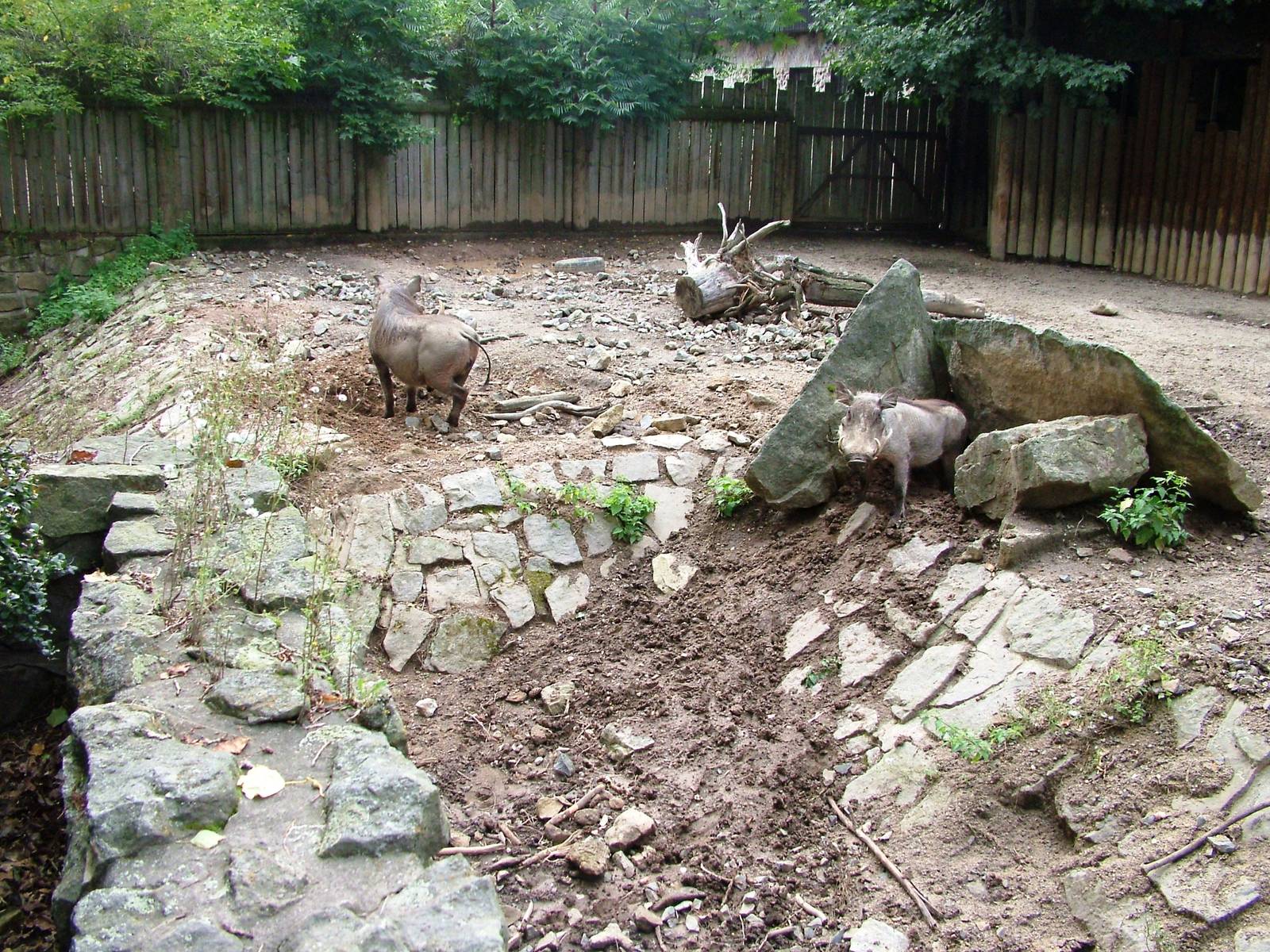 Warthog Exhibit at Dvur Kralove, 26/08/12