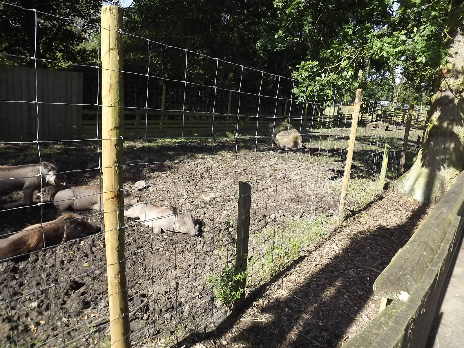 Warthog exhibit at Knowsley Safari Park 08/09/12