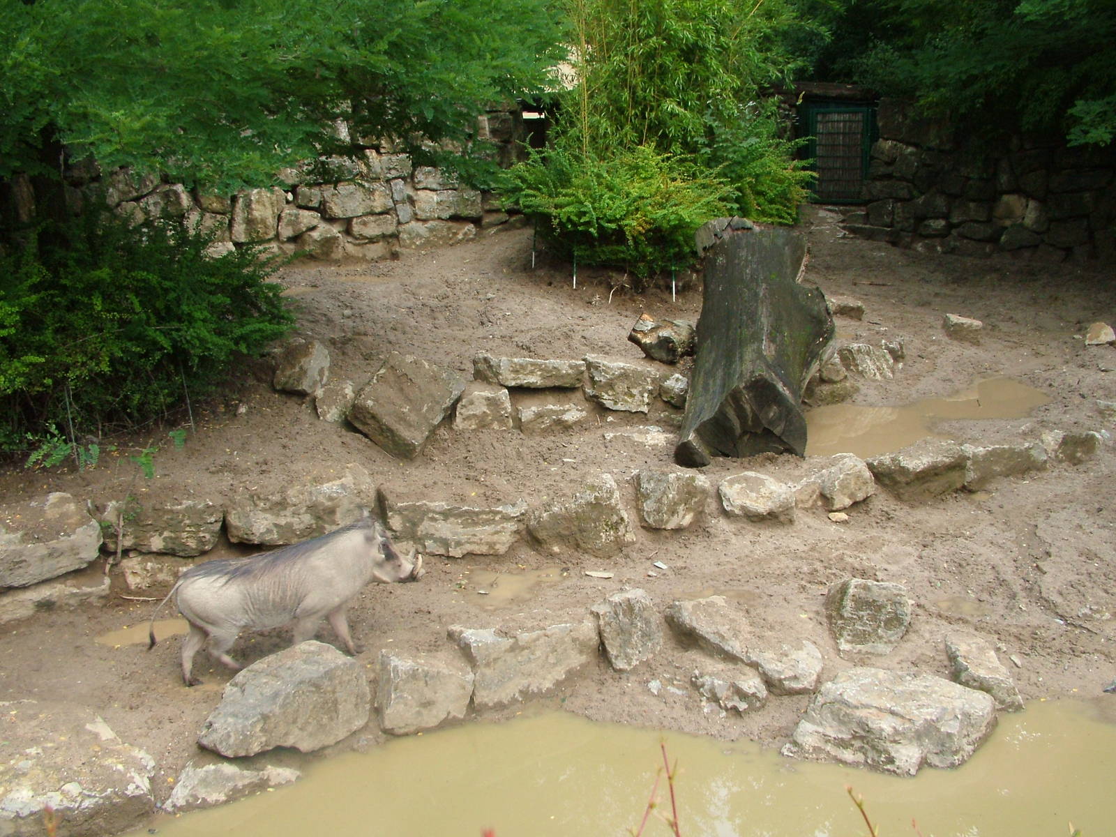 Warthog Exhibit at Opel-Zoo Kronberg, 30/08/10