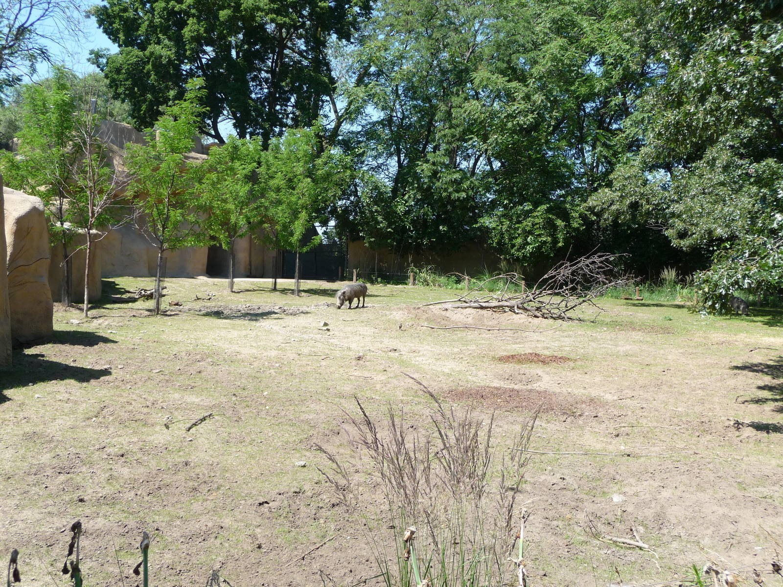 Warthog Exhibit - Detroit Zoo