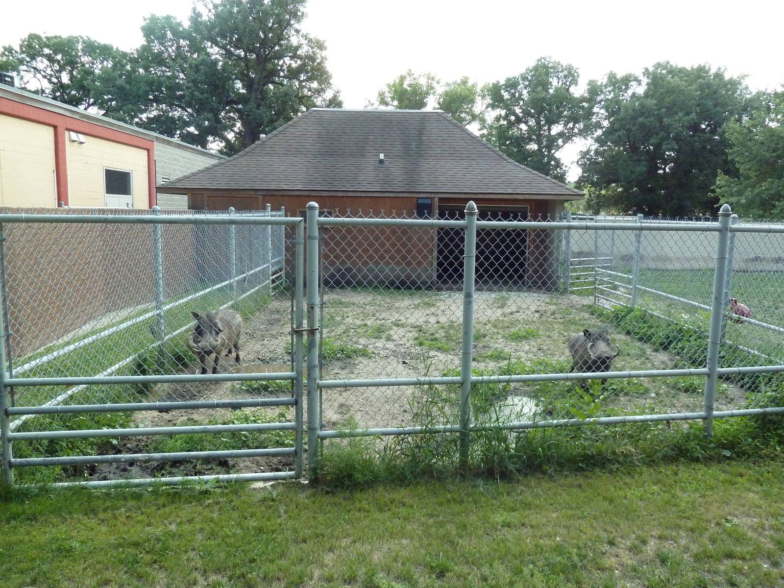 Warthog Exhibit - Side Yard