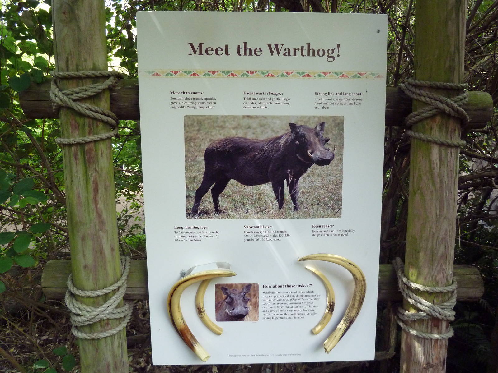 Warthog Exhibit Sign