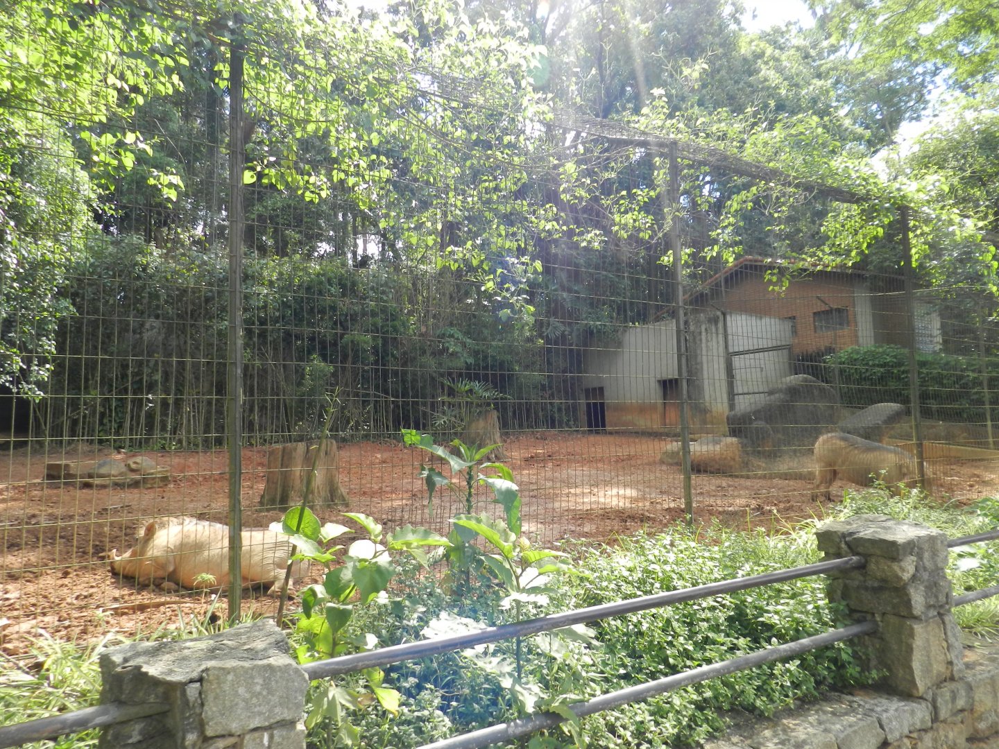 Warthog exhibit - Zoo São Paulo