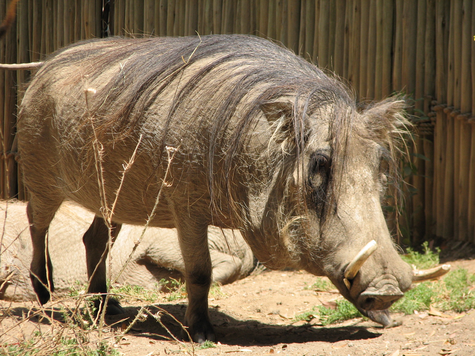 Warthog Exhibit