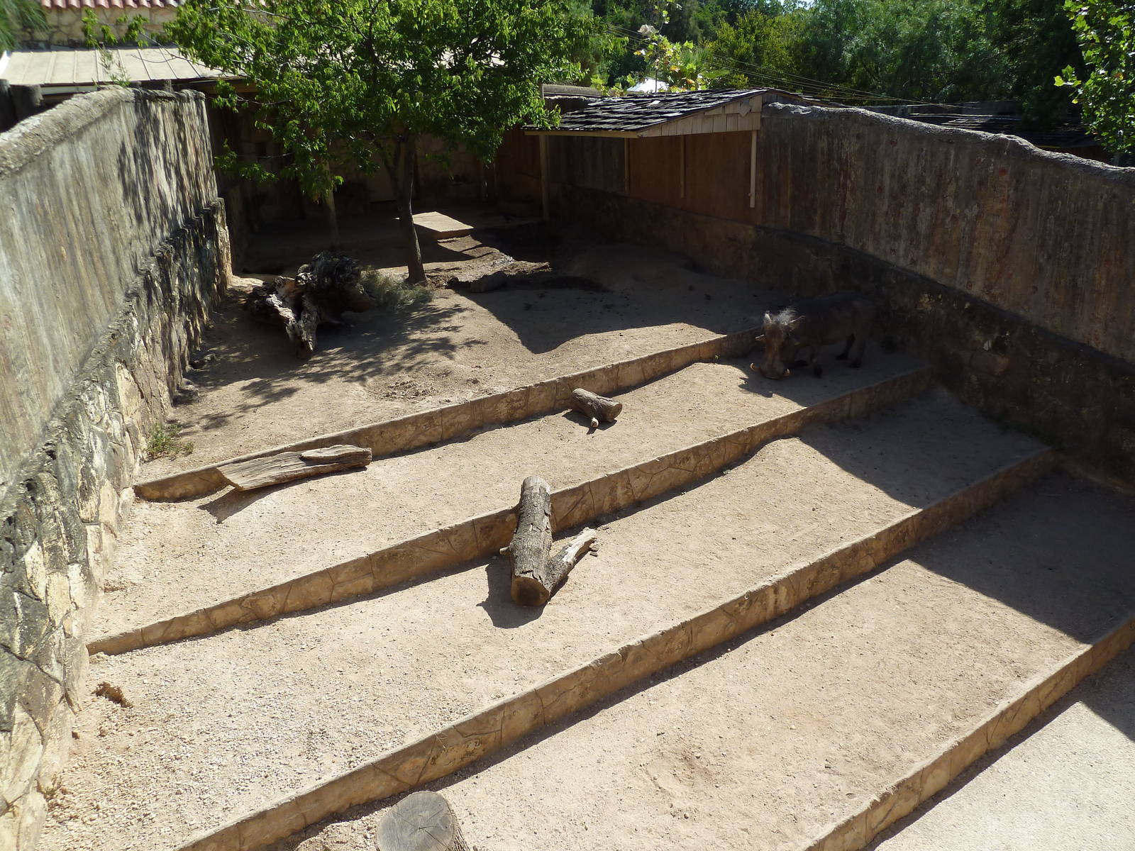 Warthog Exhibit