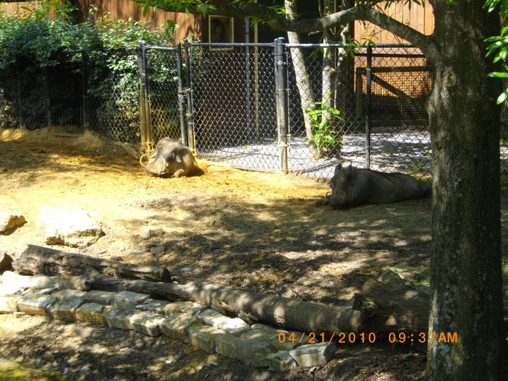 Warthog Exhibit