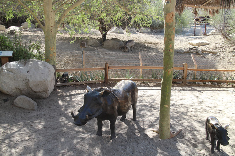 warthog exhibit