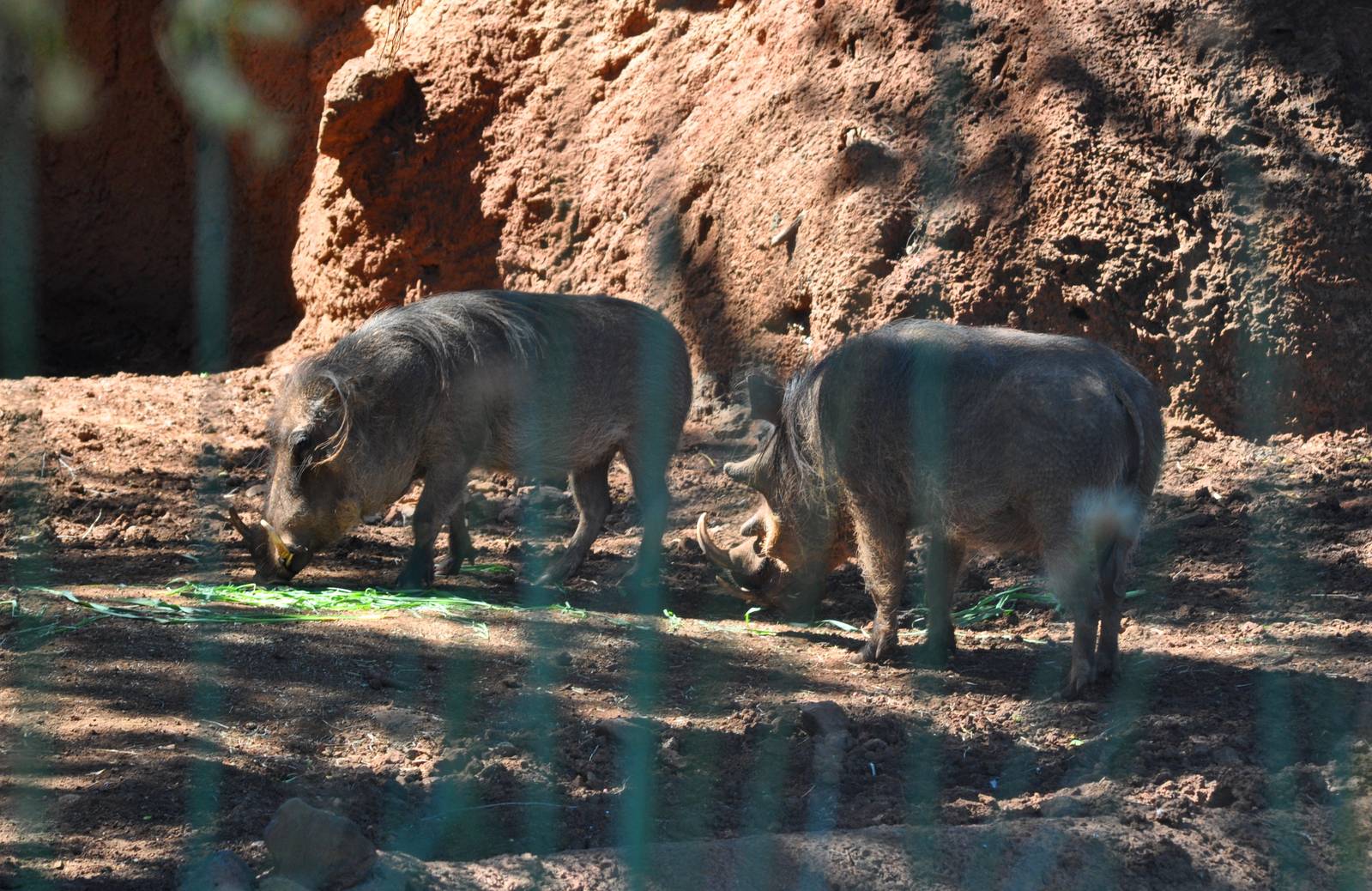 Warthog Exhibit