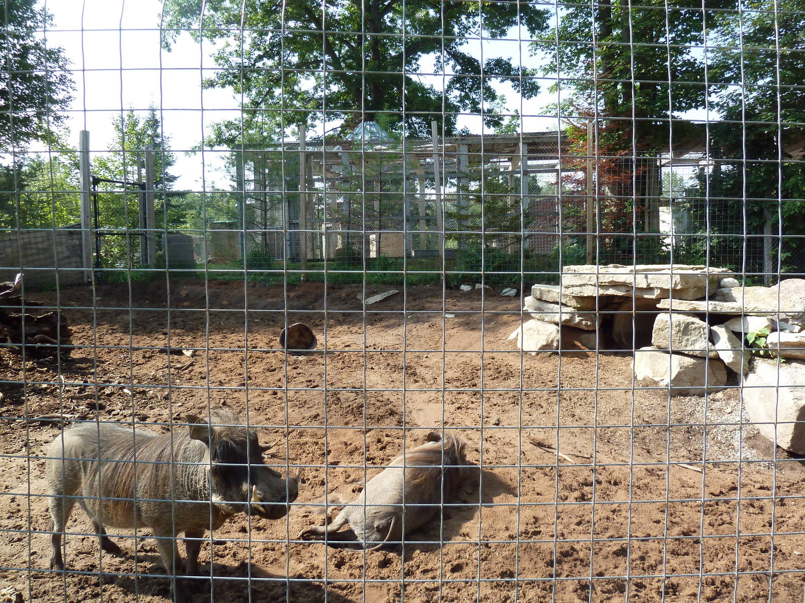 Warthog Exhibit