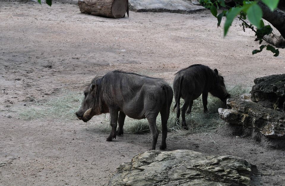 Warthog Exhibit