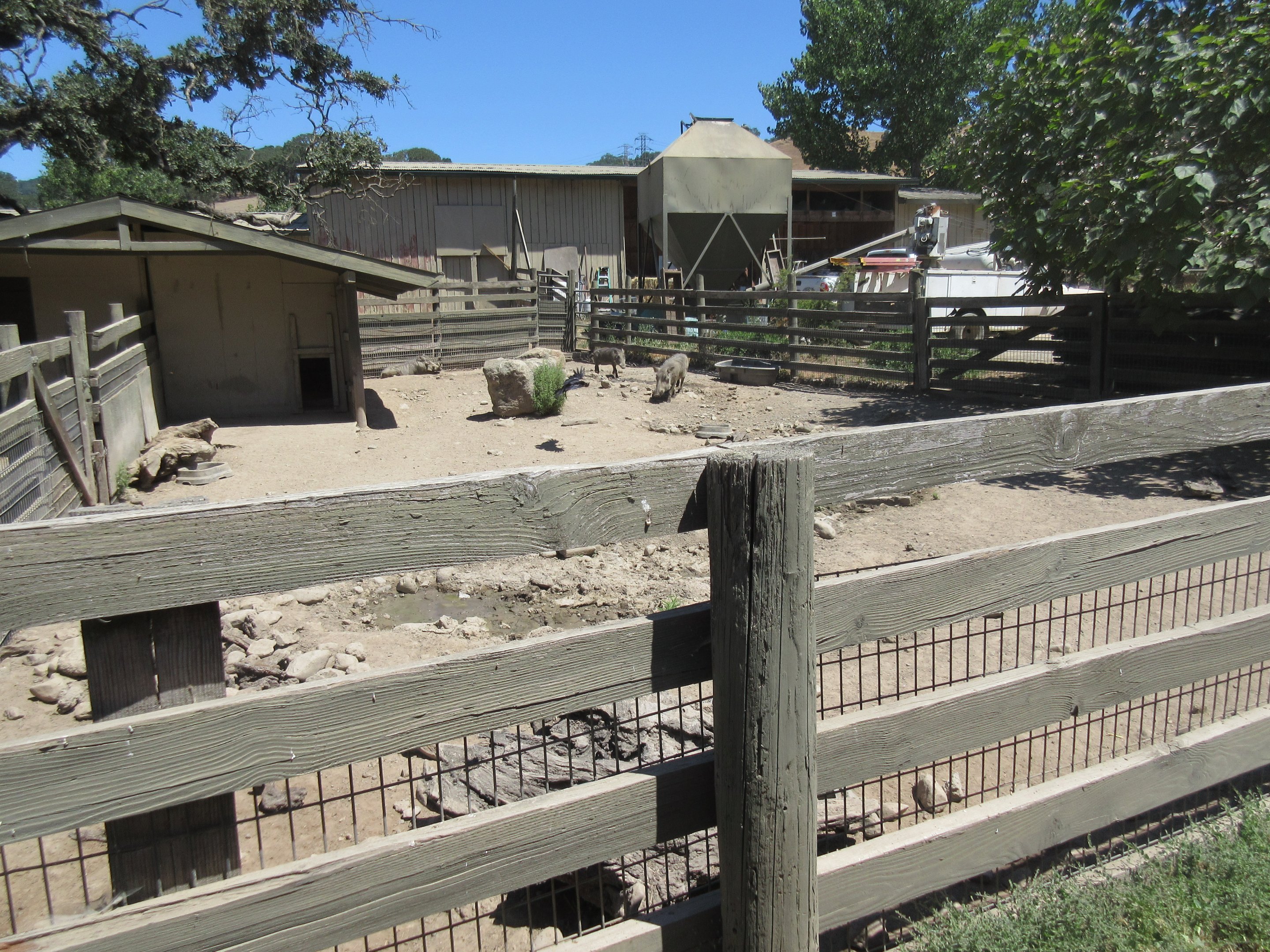 Warthog Exhibit