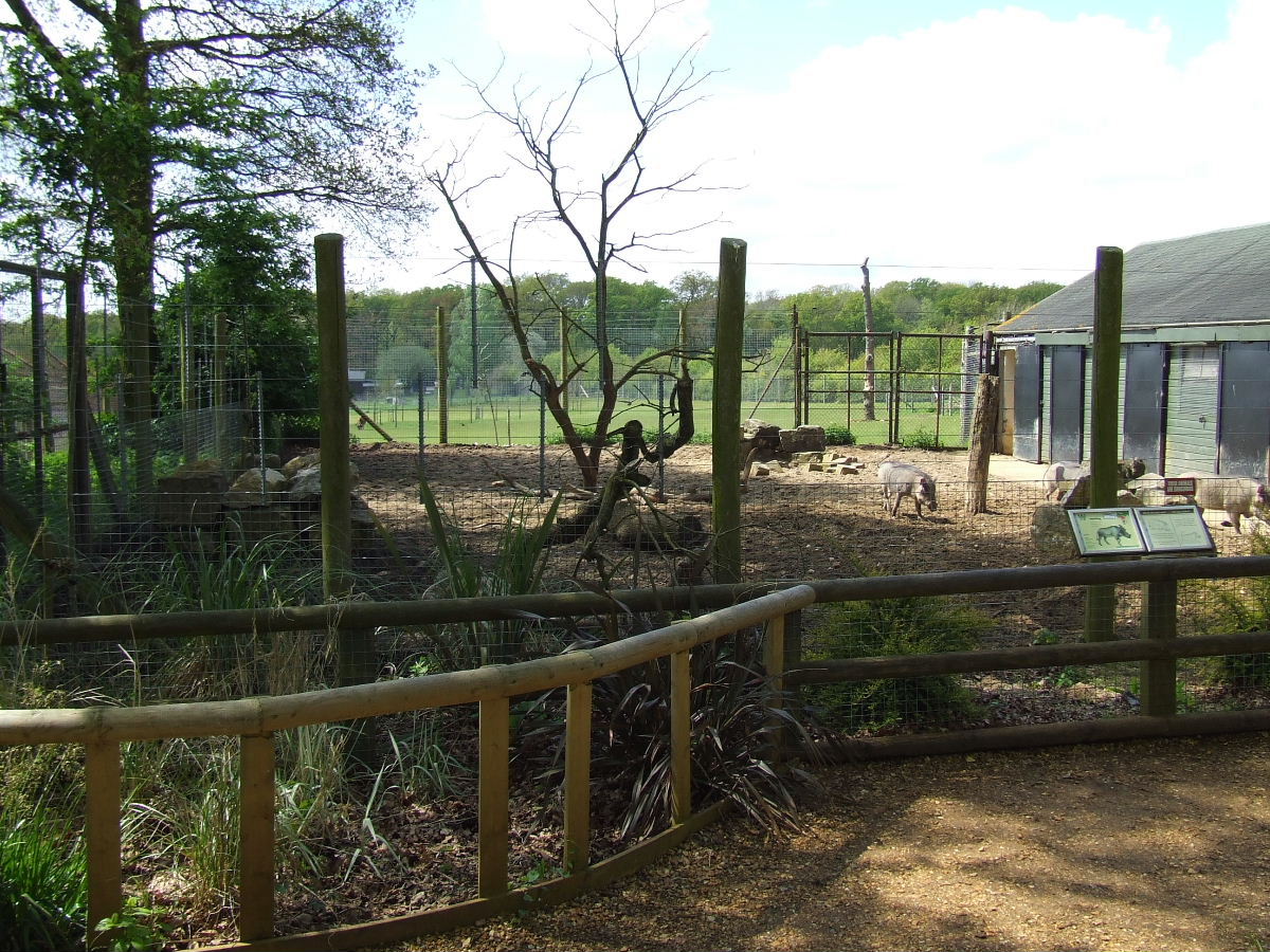 Warthog exhibit