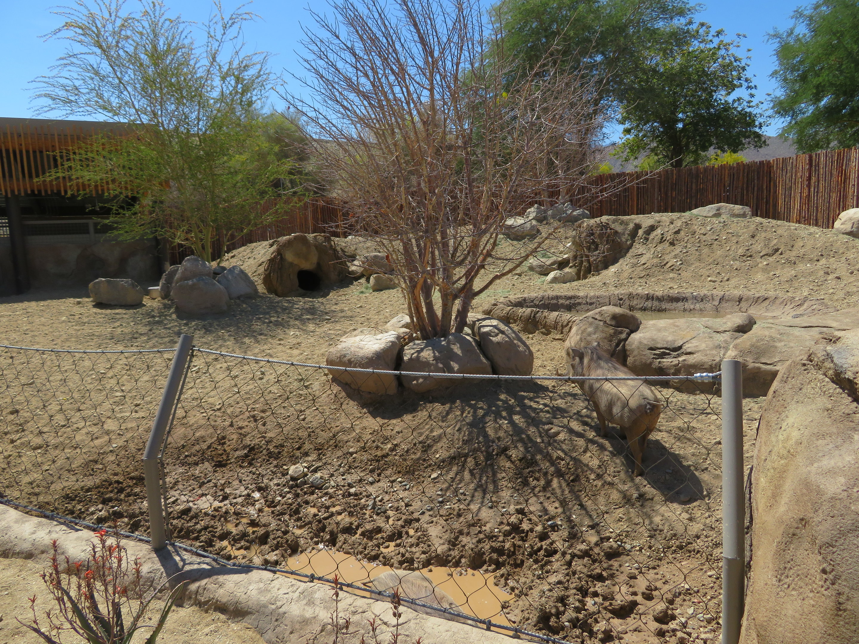 Warthog Exhibit