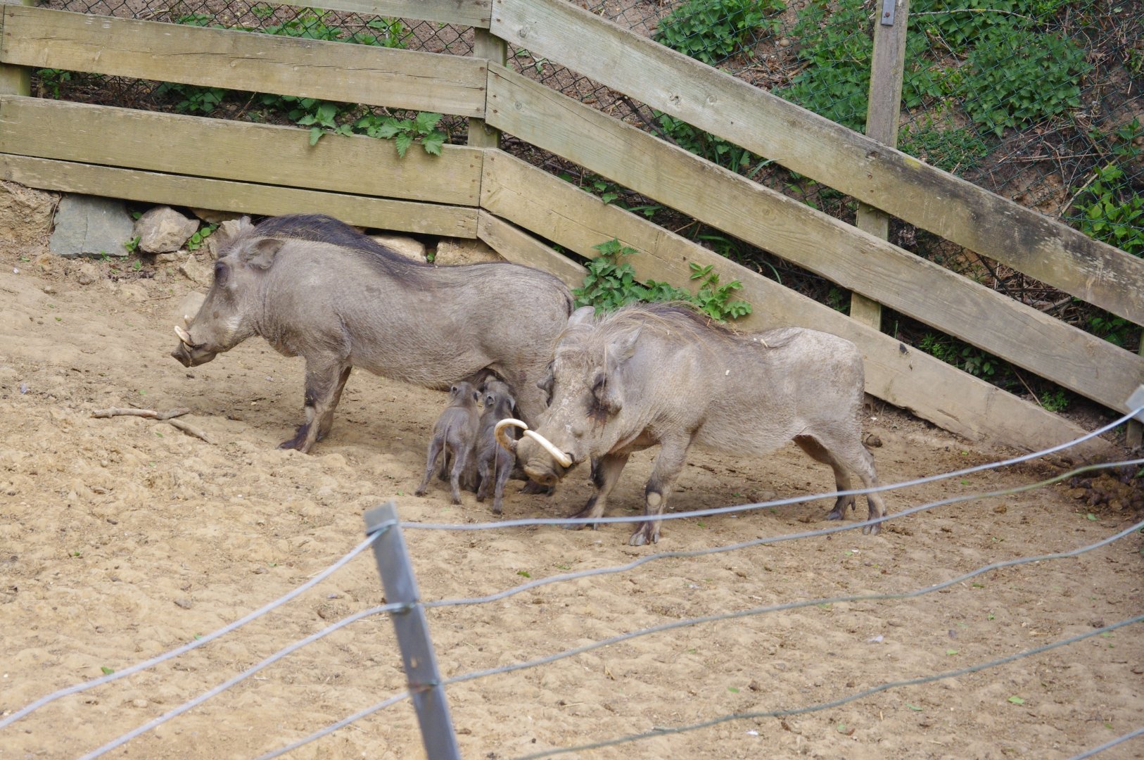 Warthog family- 10/4/2025
