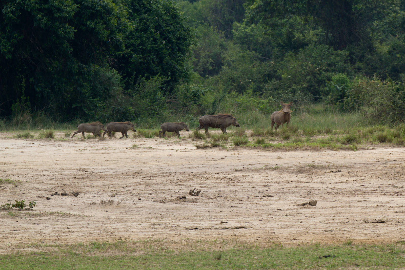 Warthog family