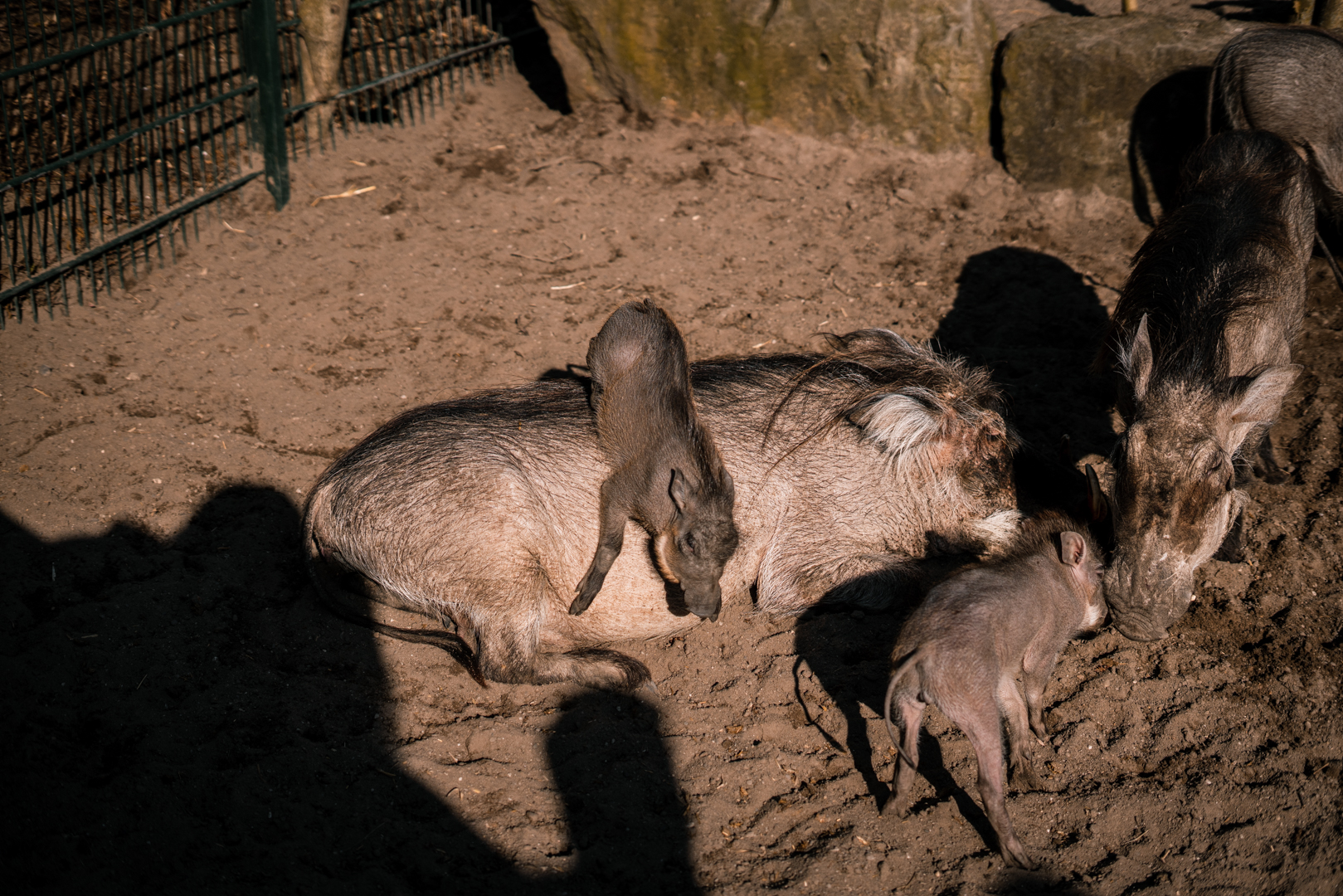 Warthog family