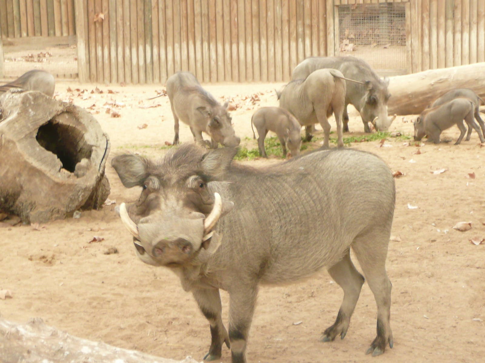 Warthog group