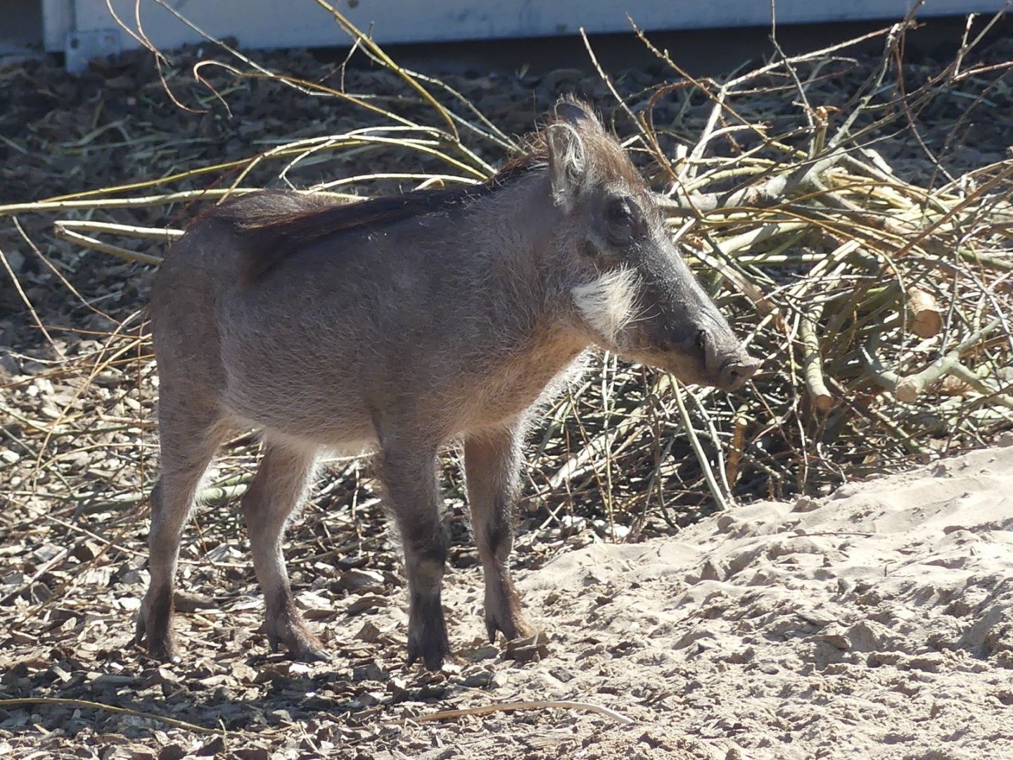 Warthog - Heart of Africa - 02.04.25