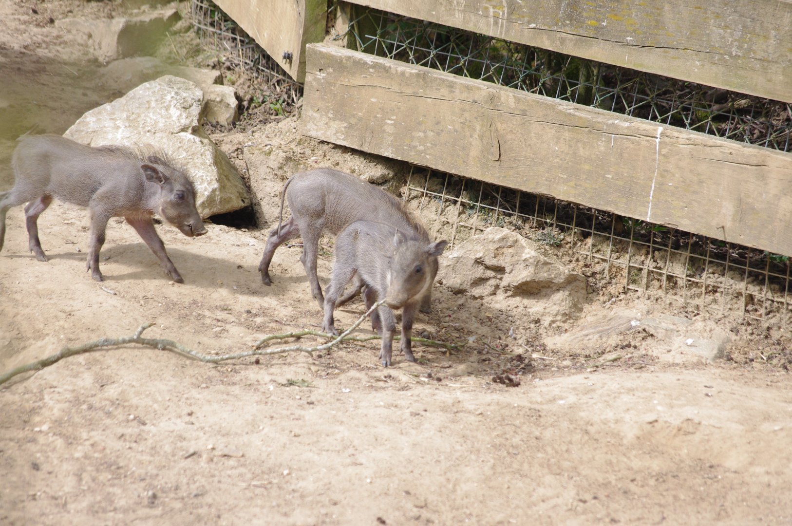 Warthog hoglets- 10/4/2025