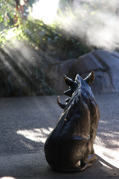 warthog in the mist