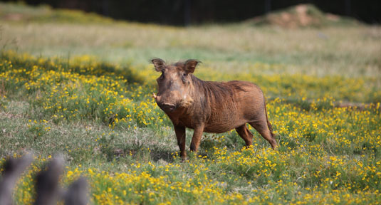 warthog in wildflowers