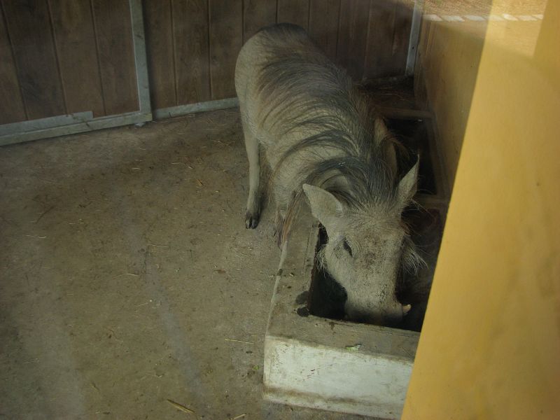 Warthog inside its house
