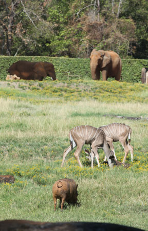 warthog, kudus, elephants