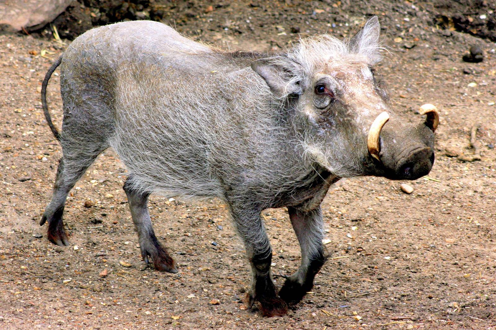 Warthog; London Zoo; 15th May 2016