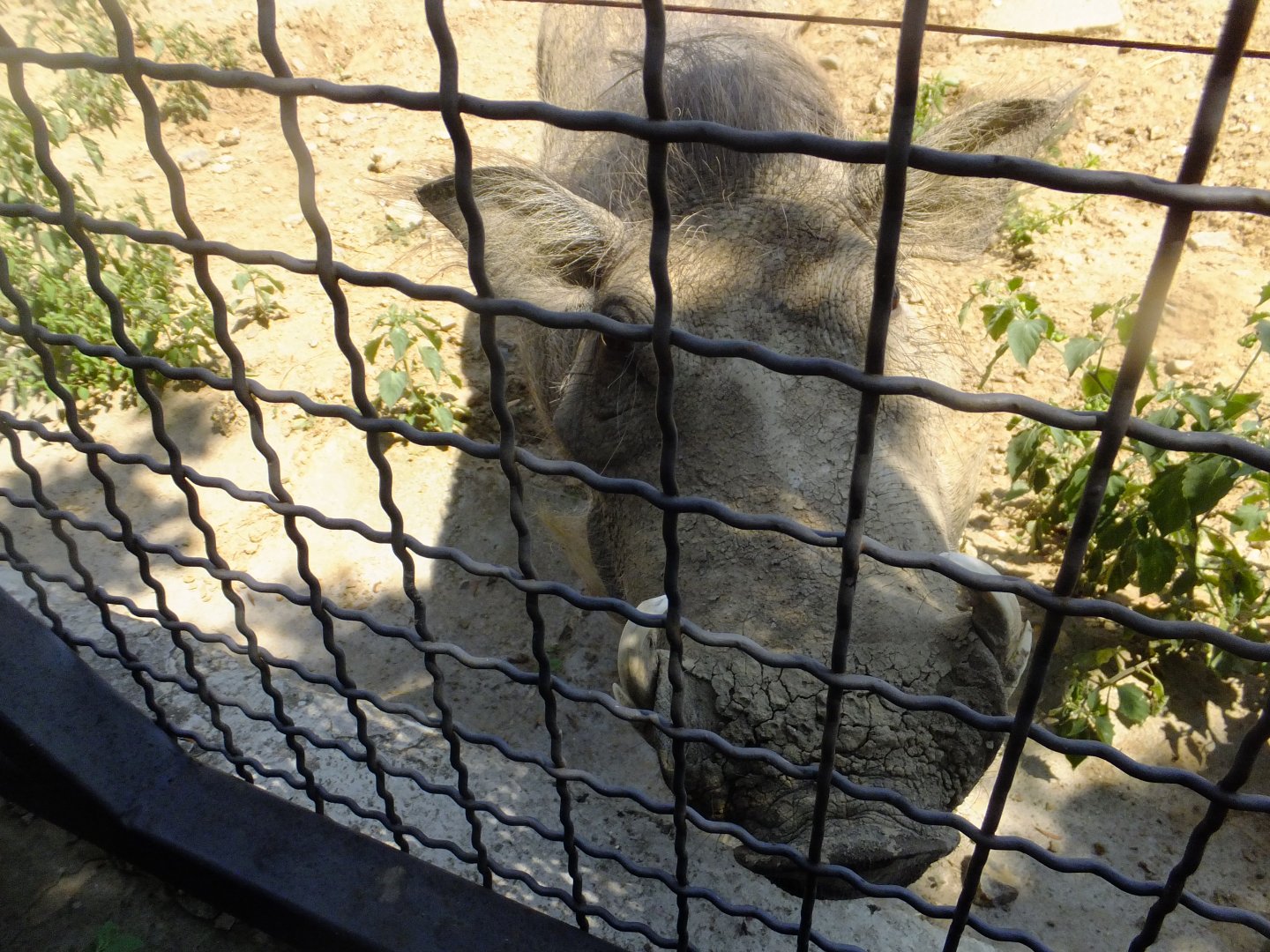 Warthog looks my camera