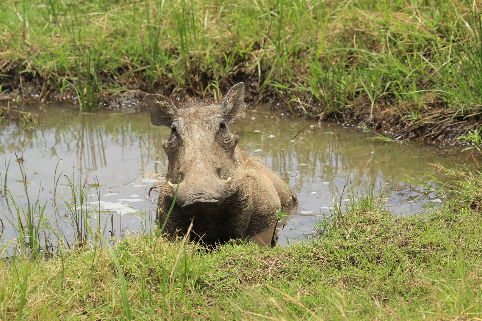 Warthog - Masai Mara (September 2018)