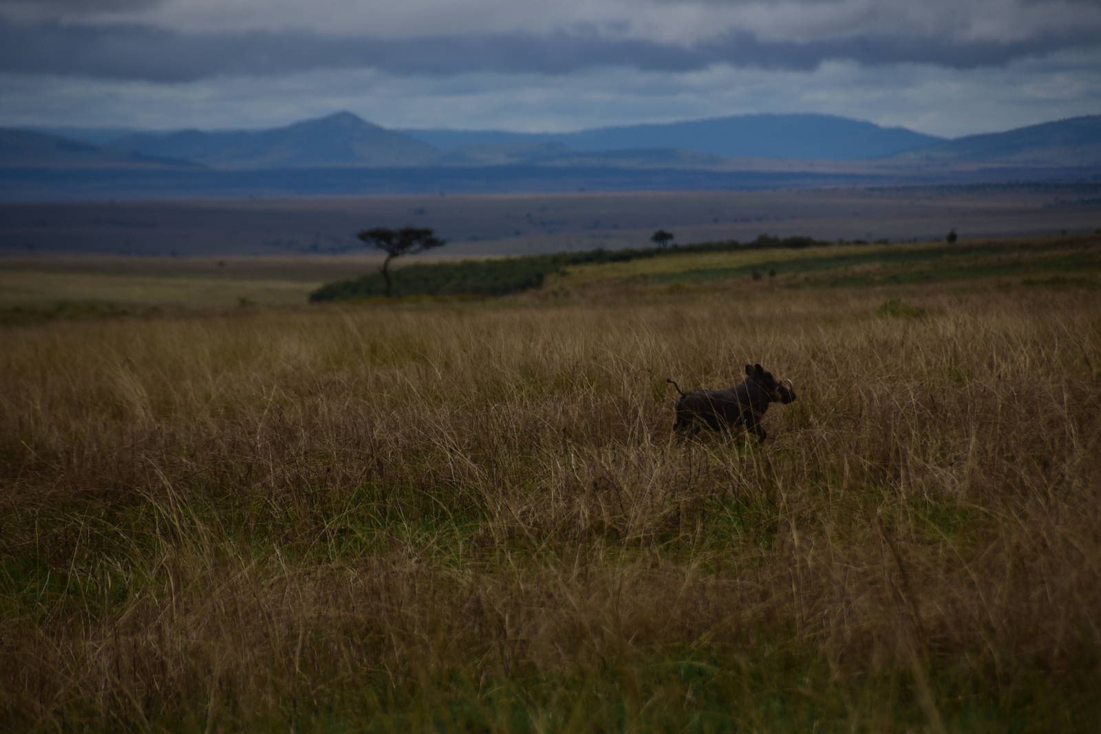 Warthog - Masai Mara