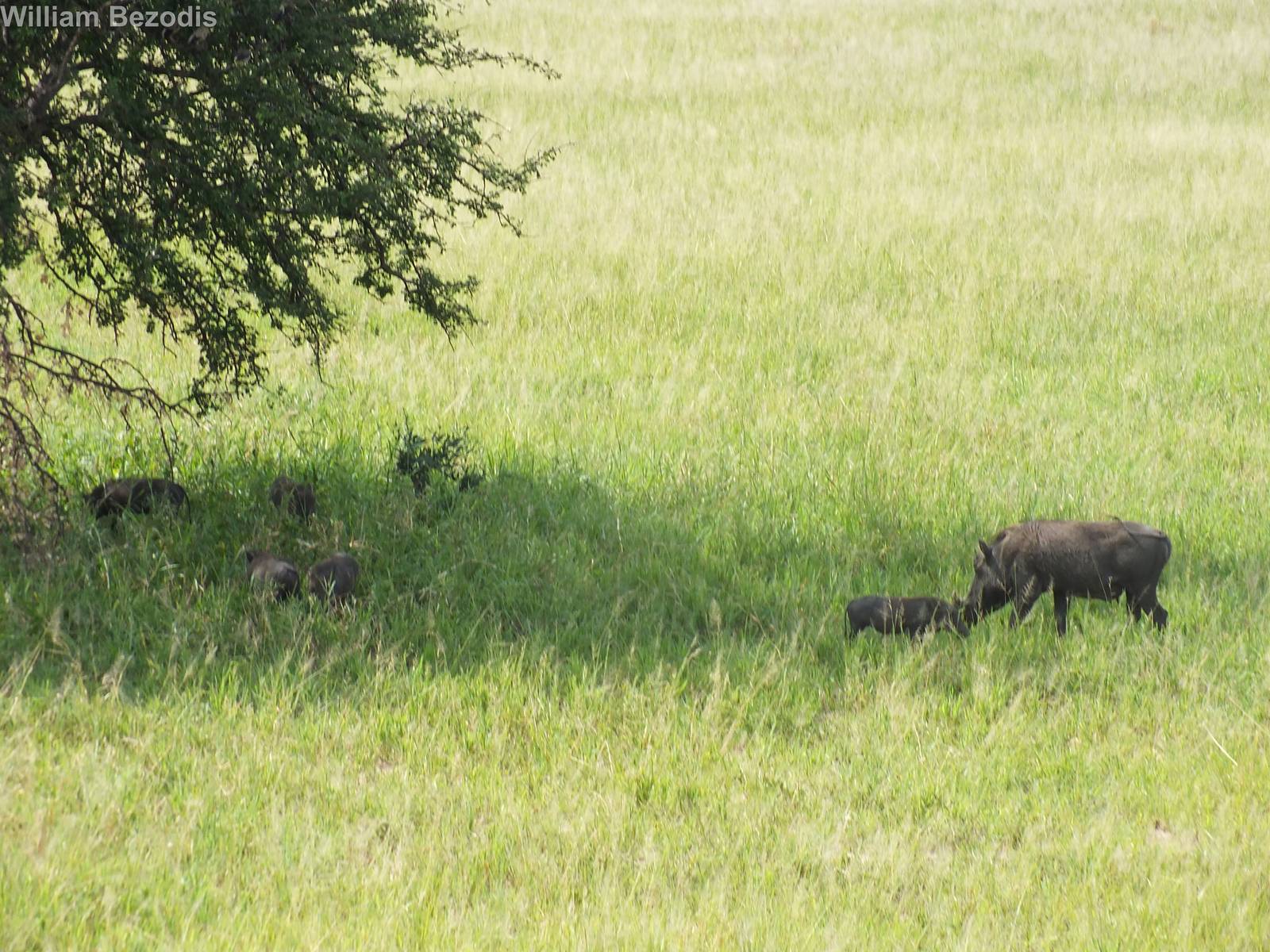Warthog Mother and Piglets