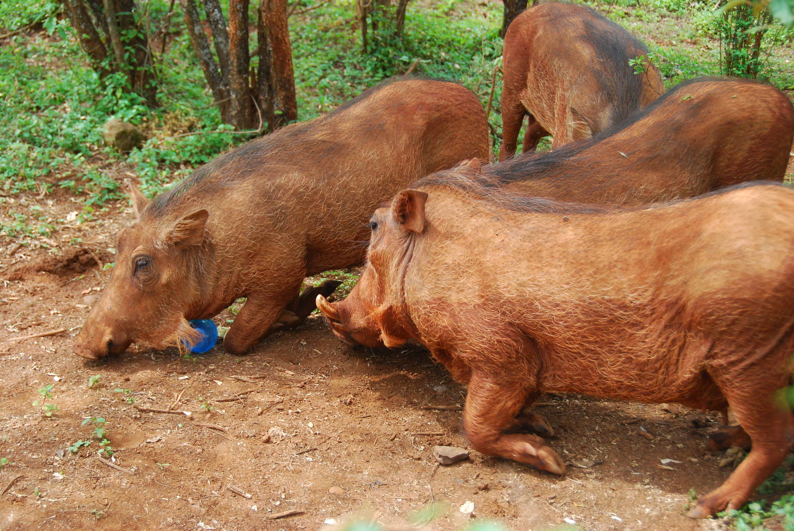 Warthog Mugging - David Sheldrick Trust Elephant Orphanage