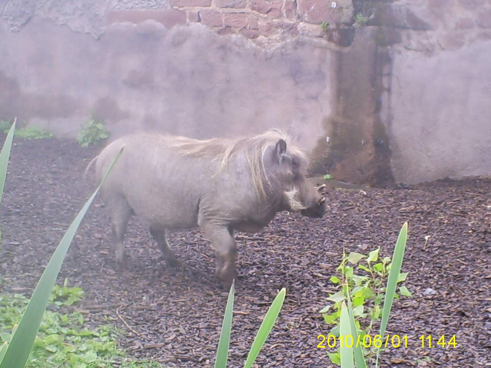 Warthog nd exhibit