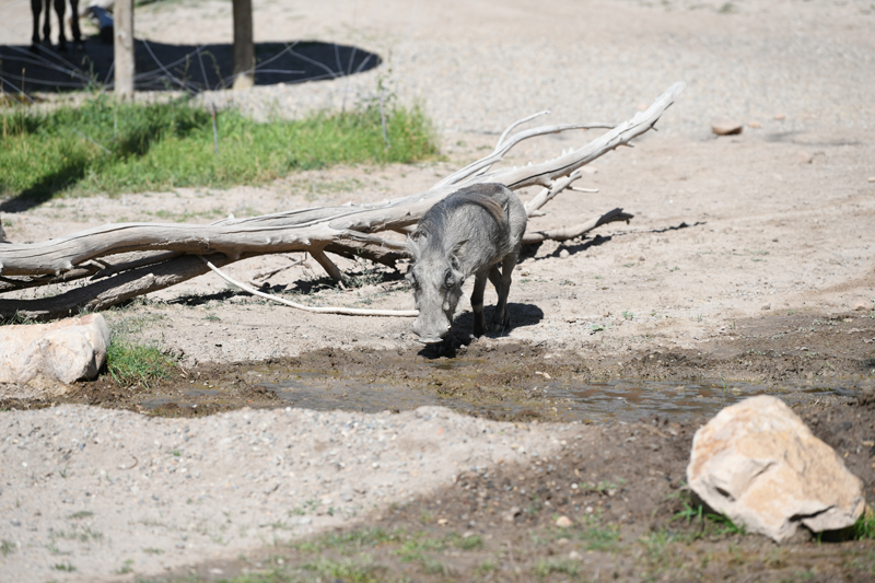 warthog (new to savanna)