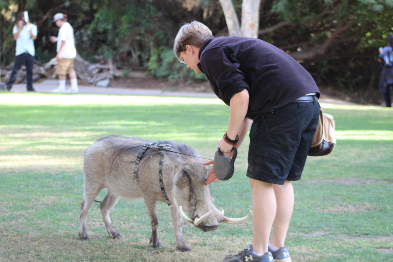 Warthog on a Leash