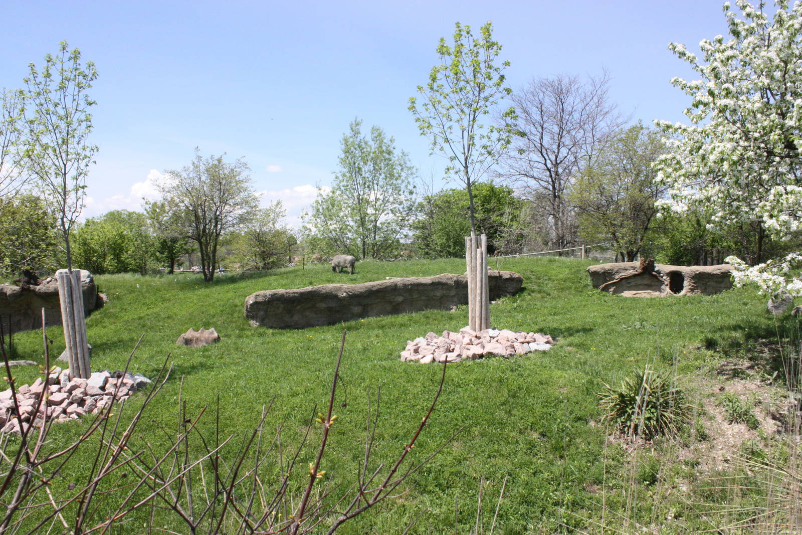 Warthog Outdoor Exhibit
