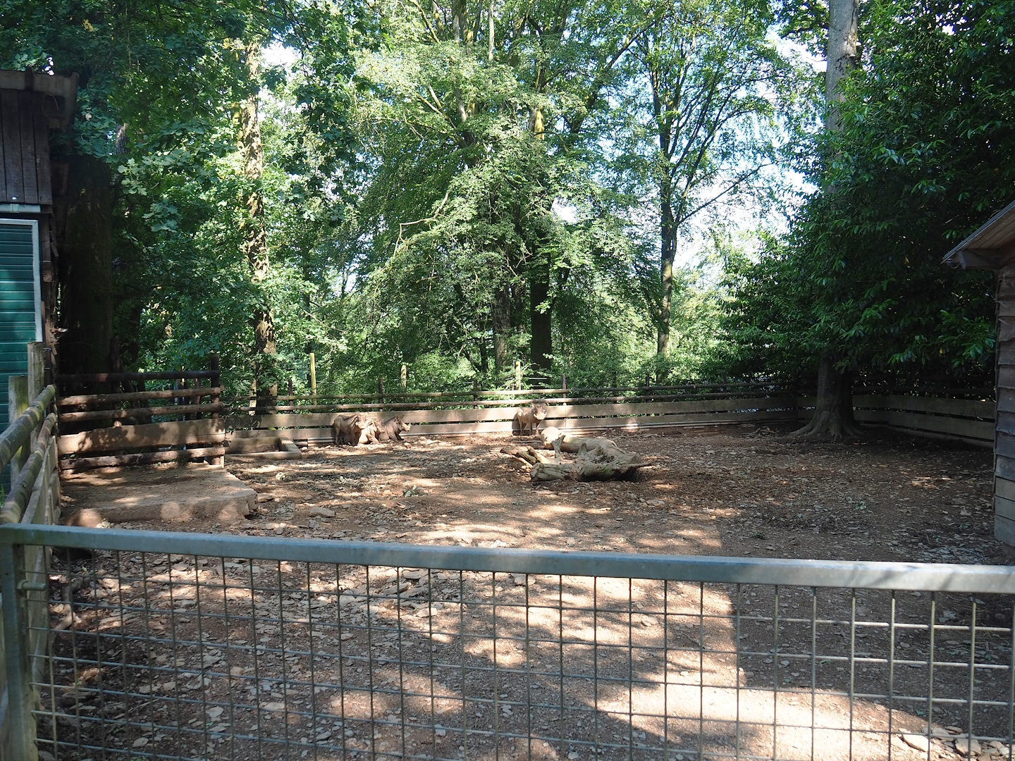 Warthog paddock, 2023-06-24