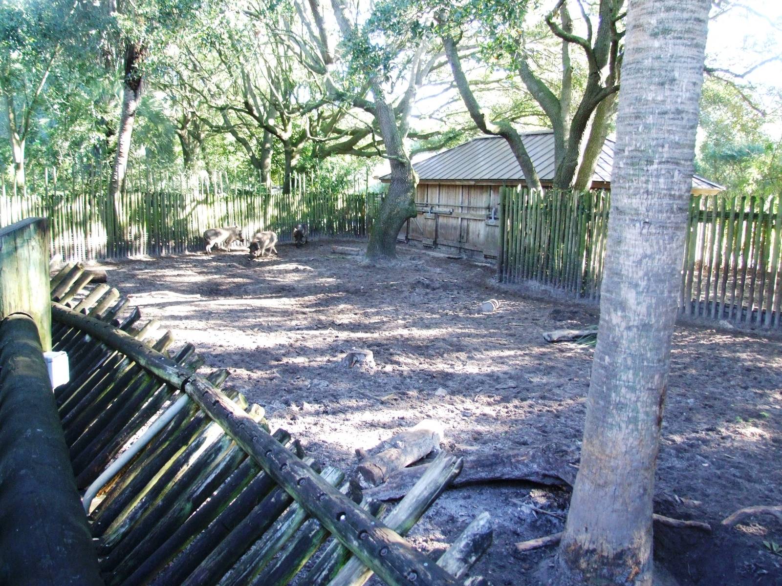 Warthog Paddock at Jacksonville, 10/10/13