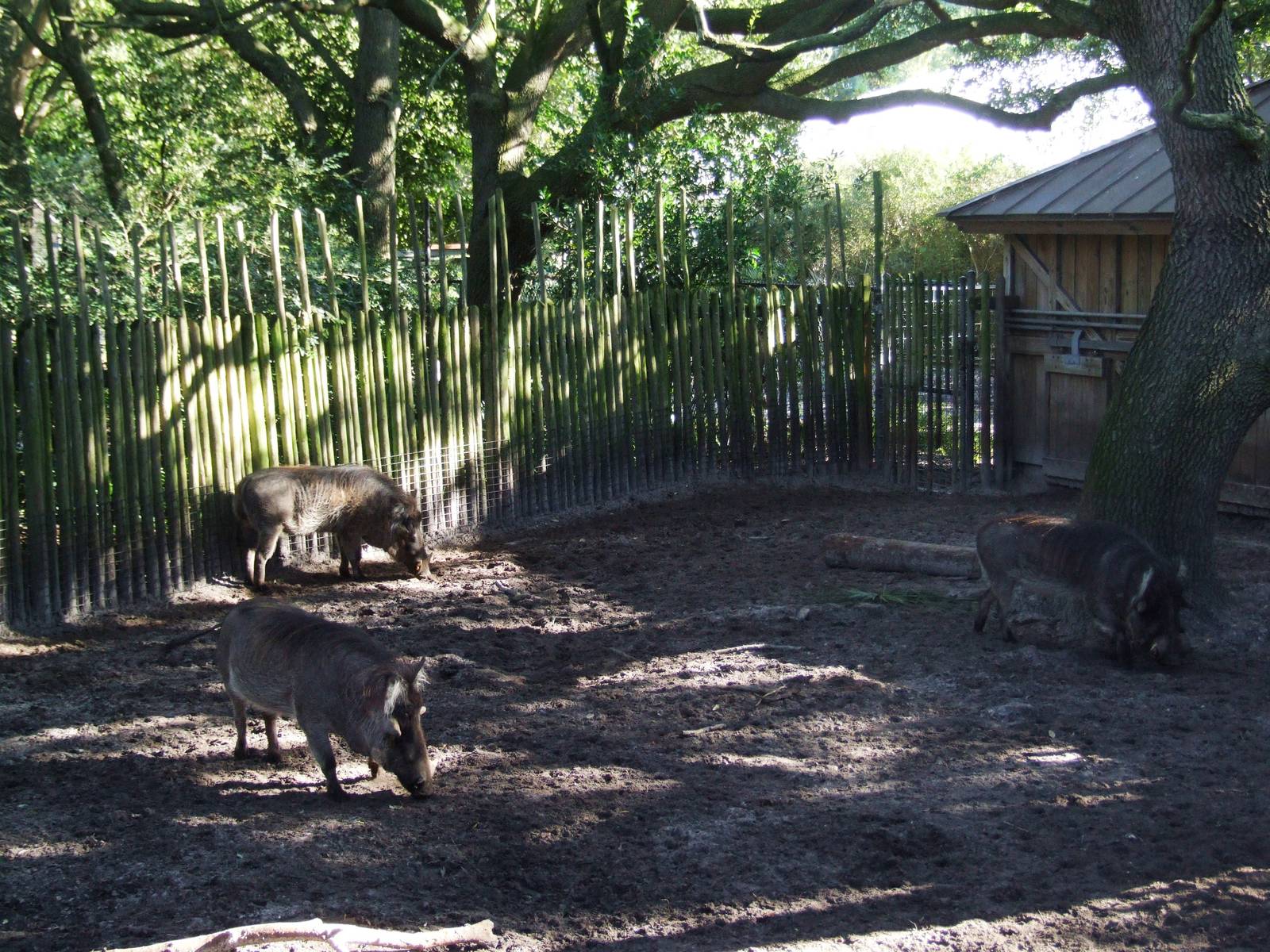 Warthog Paddock at Jacksonville, 10/10/13