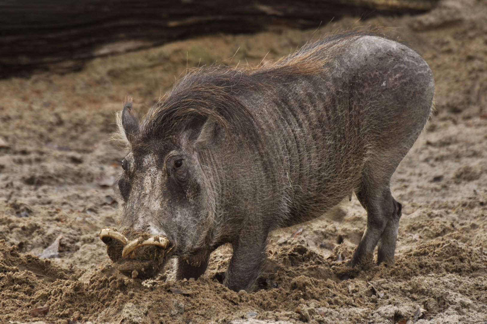 Warthog (Phacochaerus africanus)